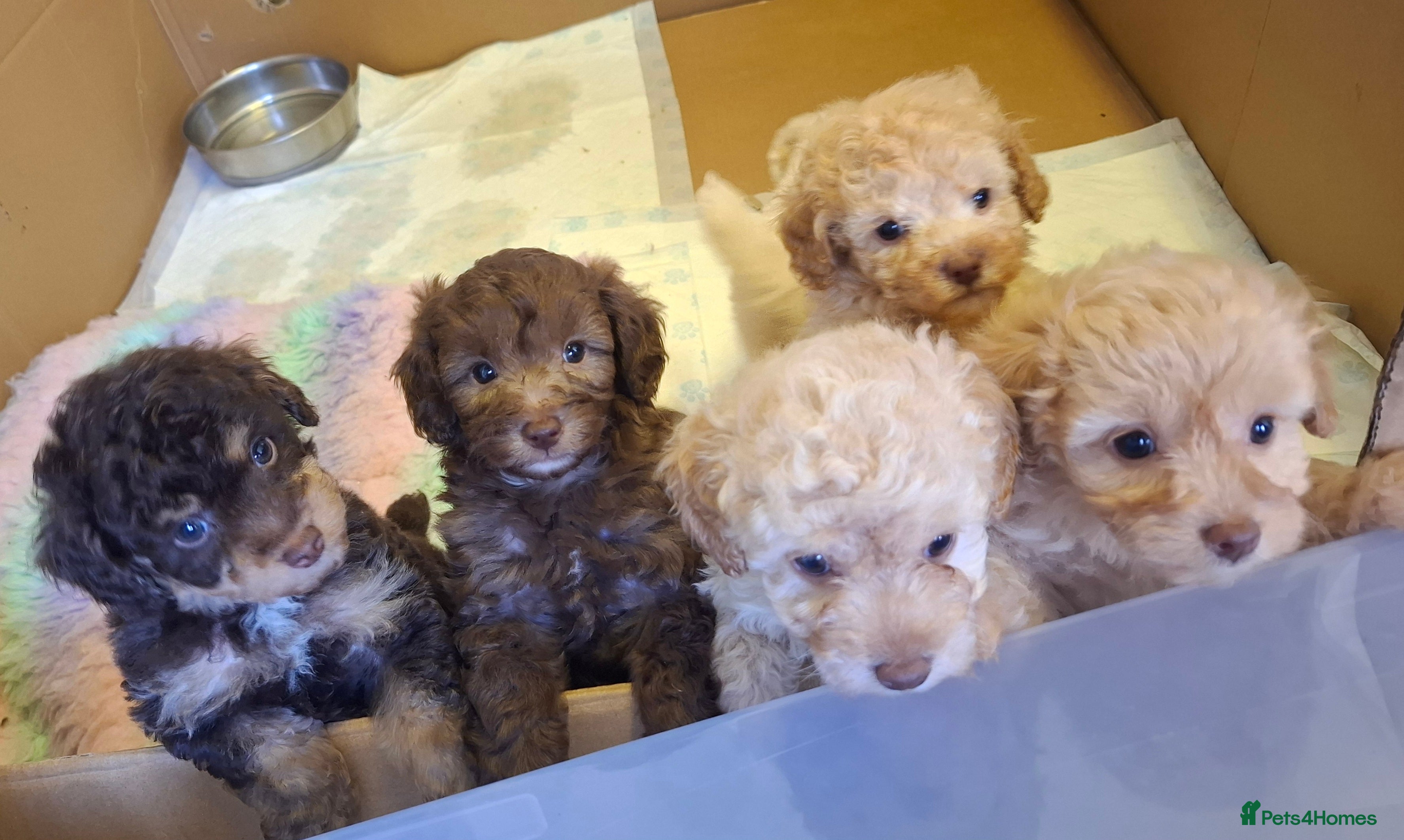 Cavapoo dogs Beautiful cavapoo - Advert 3