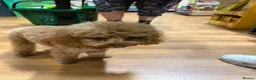 Toy Poodle dogs for stud: Red Toy Girl  in Milton Keynes - Advert 2
