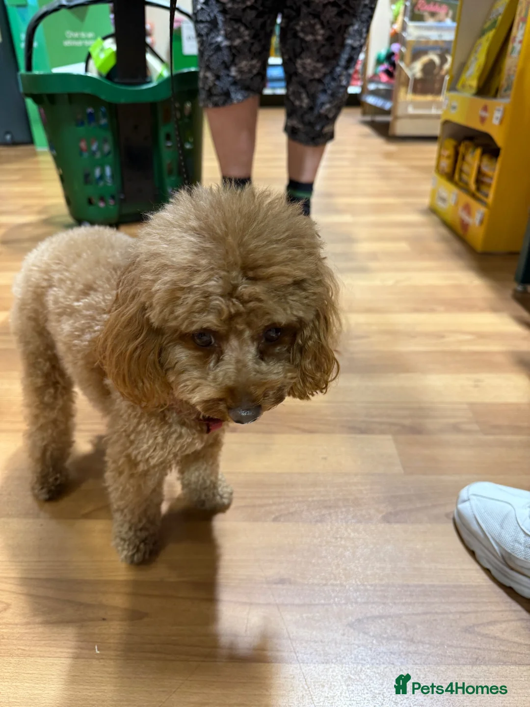 Toy Poodle dogs for stud: Red Toy Girl  in Milton Keynes - Advert 2