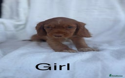 Cocker Spaniel dogs for sale: Gorgeous red cocker spaniels puppies  - Image 9