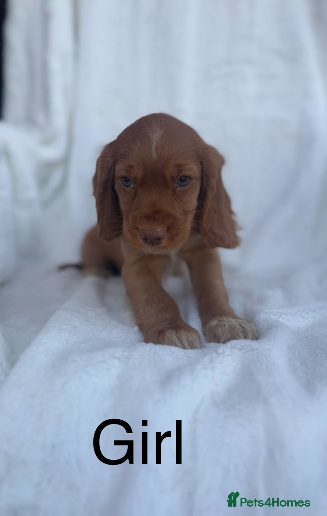 Cocker Spaniel dogs for sale: Gorgeous red cocker spaniels puppies  - Image 9