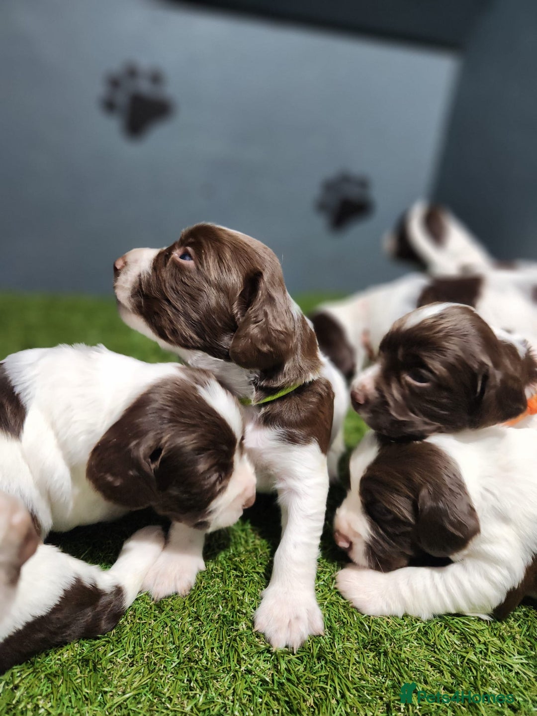 English Springer Spaniel dogs for sale: 9 gorgeous puppies looking for their forever homes - Advert 4