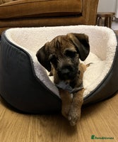 Border Terrier dogs Cross Border Terrier - 21 weeks old - Advert 2