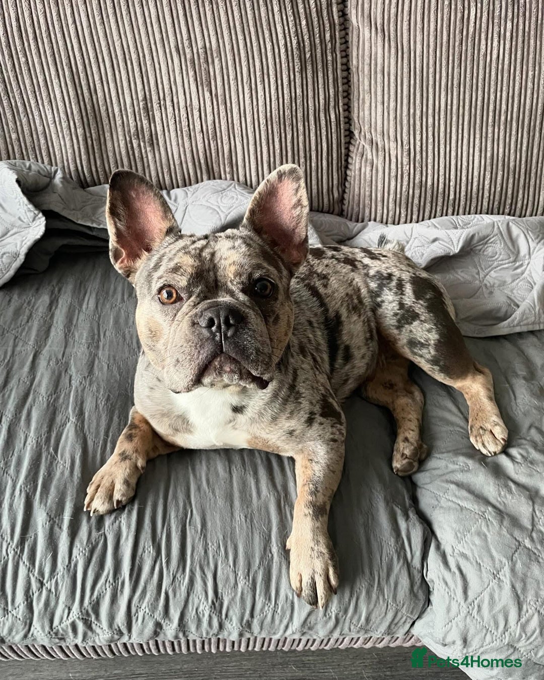Blue Fawn Merle Frenchie Merle For Sale Merle French Bulldog