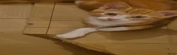 Mixed Breed cats for sale: Kittens: 1 ginger/white girl & 1 black/ white male - Advert 5