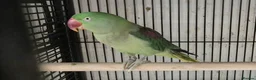 Parakeets birds for sale: Finches canarys doves parakeets parrots  - Advert 28