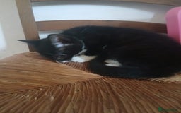 Munchkin cats for sale: Beautiful markings lush coat tabby tuxedo  - Image 27