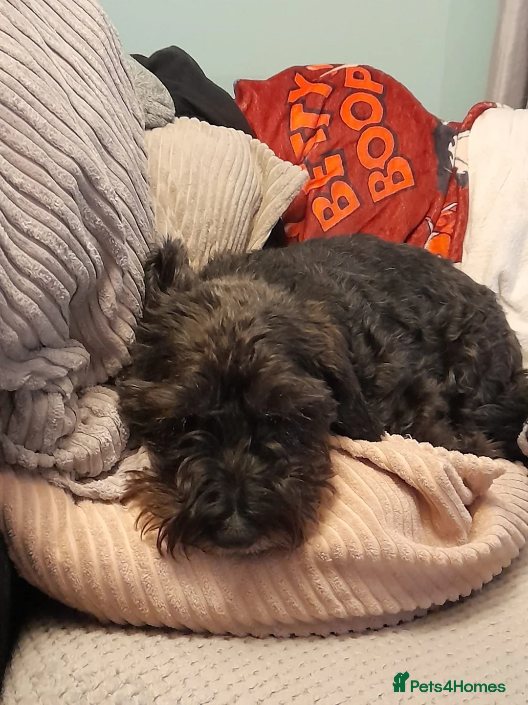 Jackapoo dogs for sale: Teddy in Woking - Advert 2