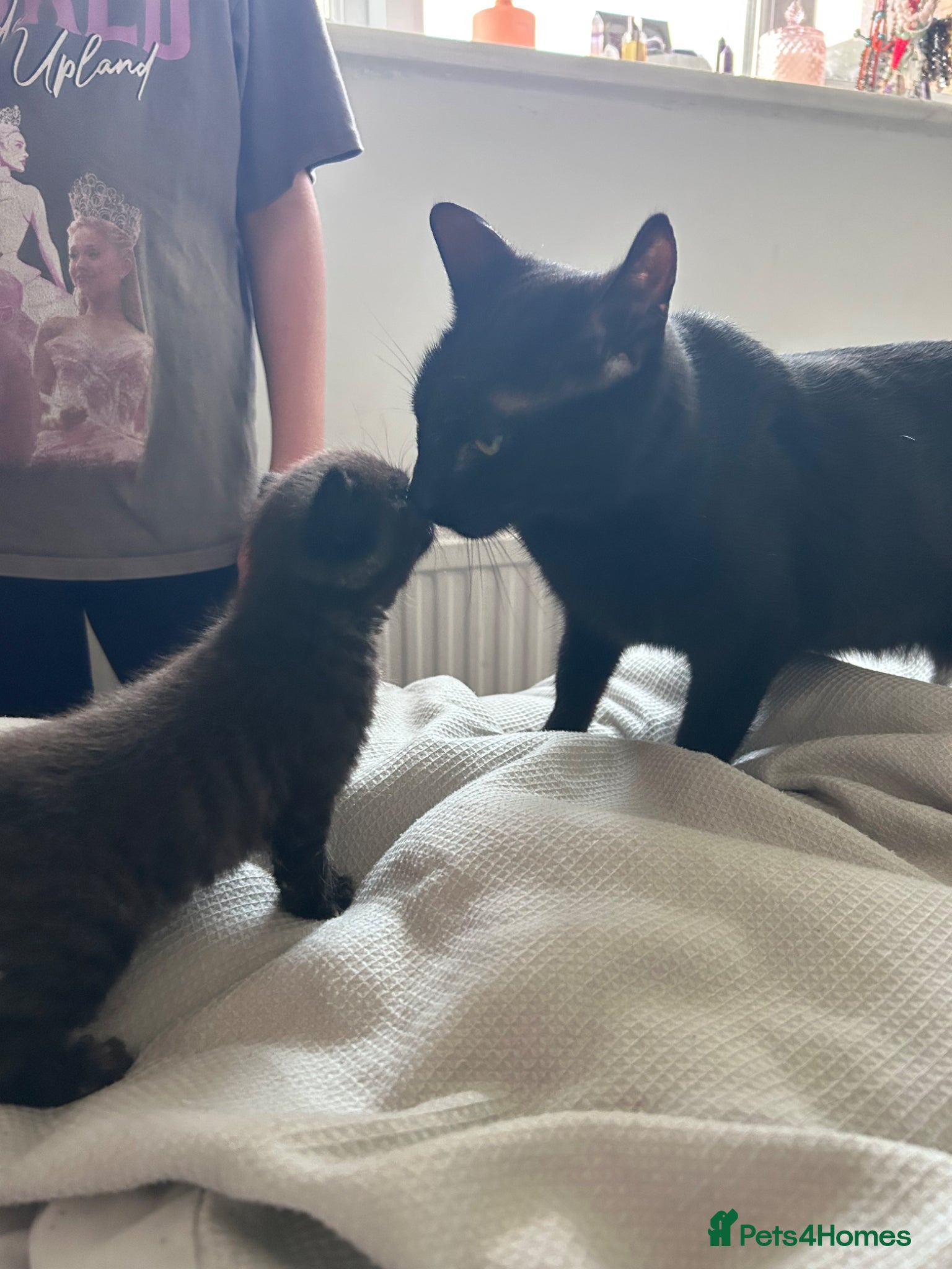 Mixed Breed cats Bluey ❤️ - Advert 7