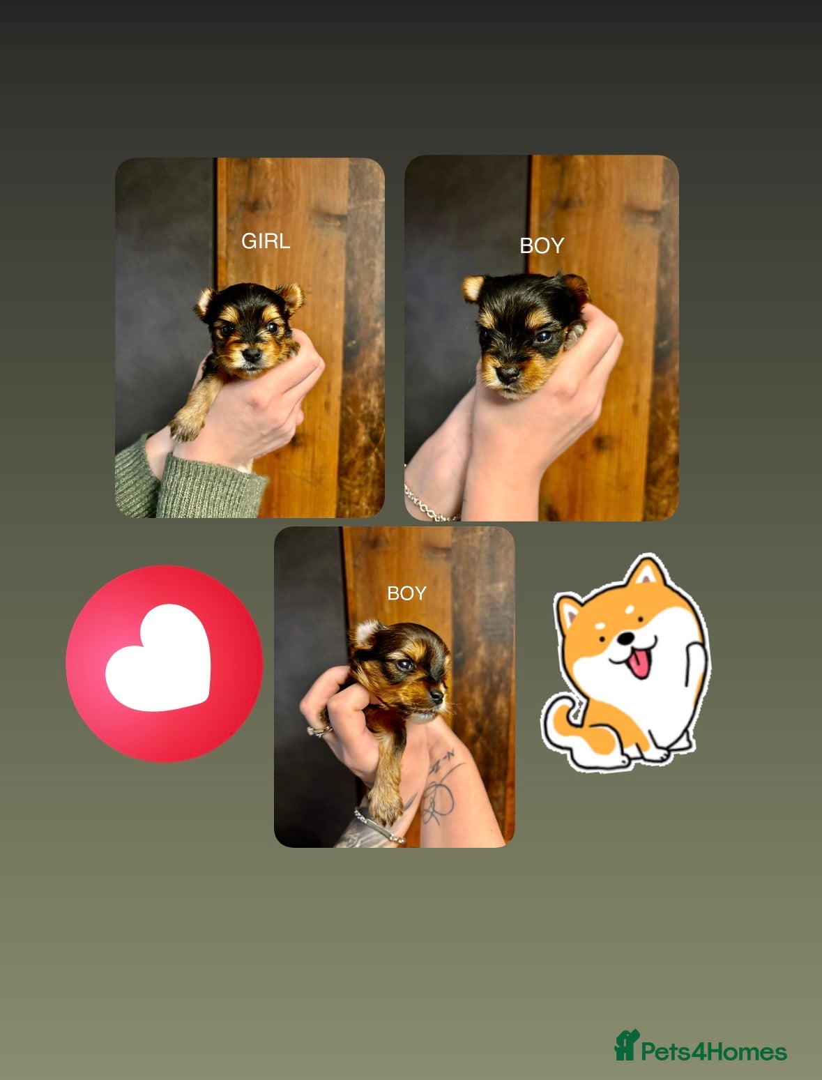 Yorkshire Terrier dogs Pedigree Miniature Yorkshire Terrier - Advert 1