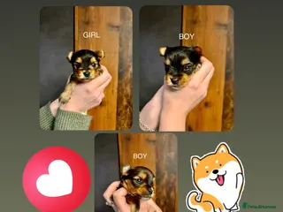 Yorkshire Terrier dogs Pedigree Miniature Yorkshire Terrier - Advert 2