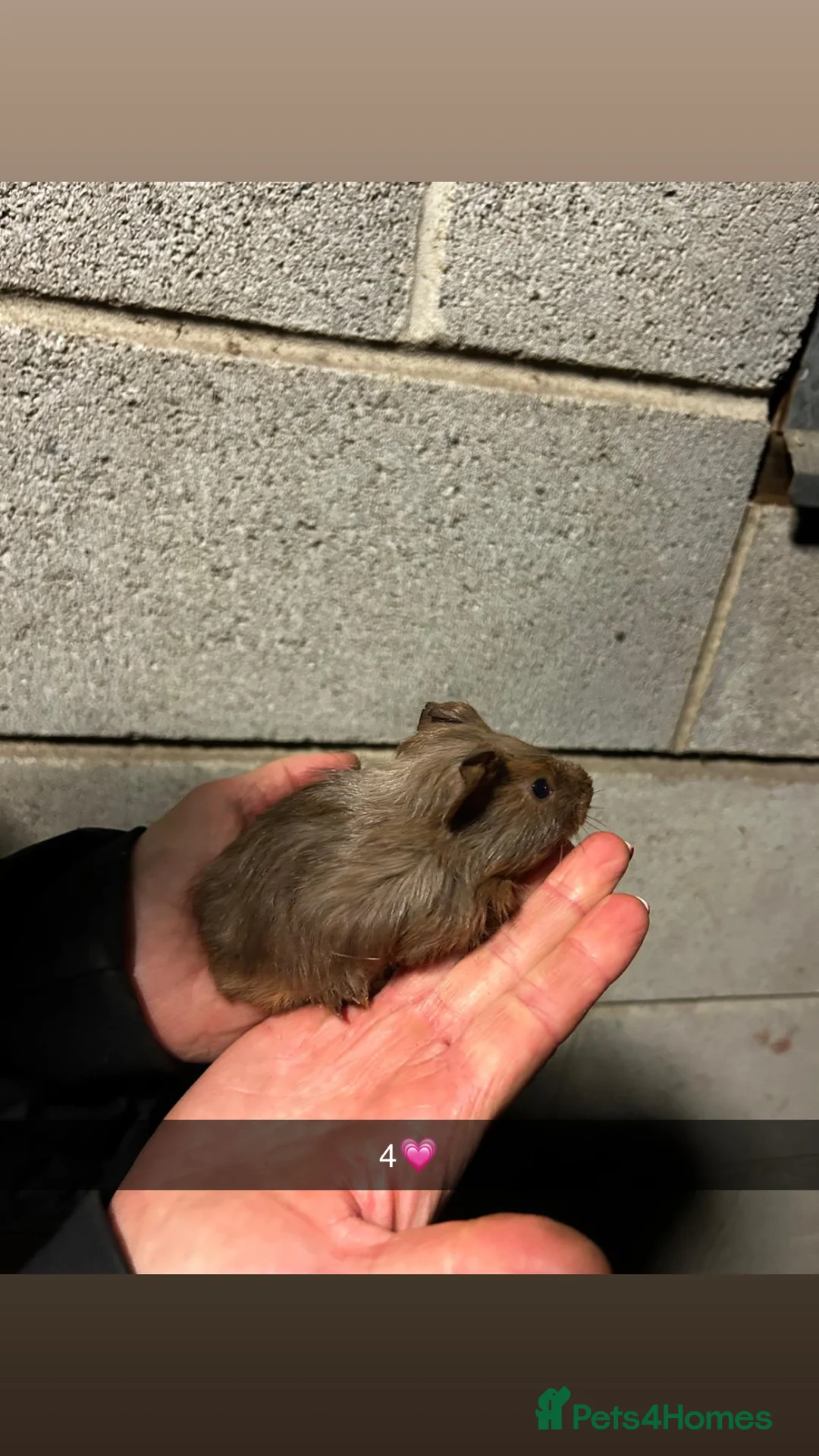 Guinea Pig rodents for sale: Five lovely guinea pigs all looking for new homes! - Advert 8