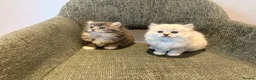 British Longhair cats for sale: 3/4 British Longhaired kittens - Advert 7