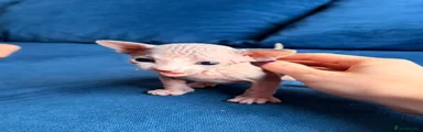 Sphynx 2