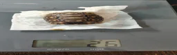 Tortoise reptiles for sale: Leopard spotted tortoises - Advert 10