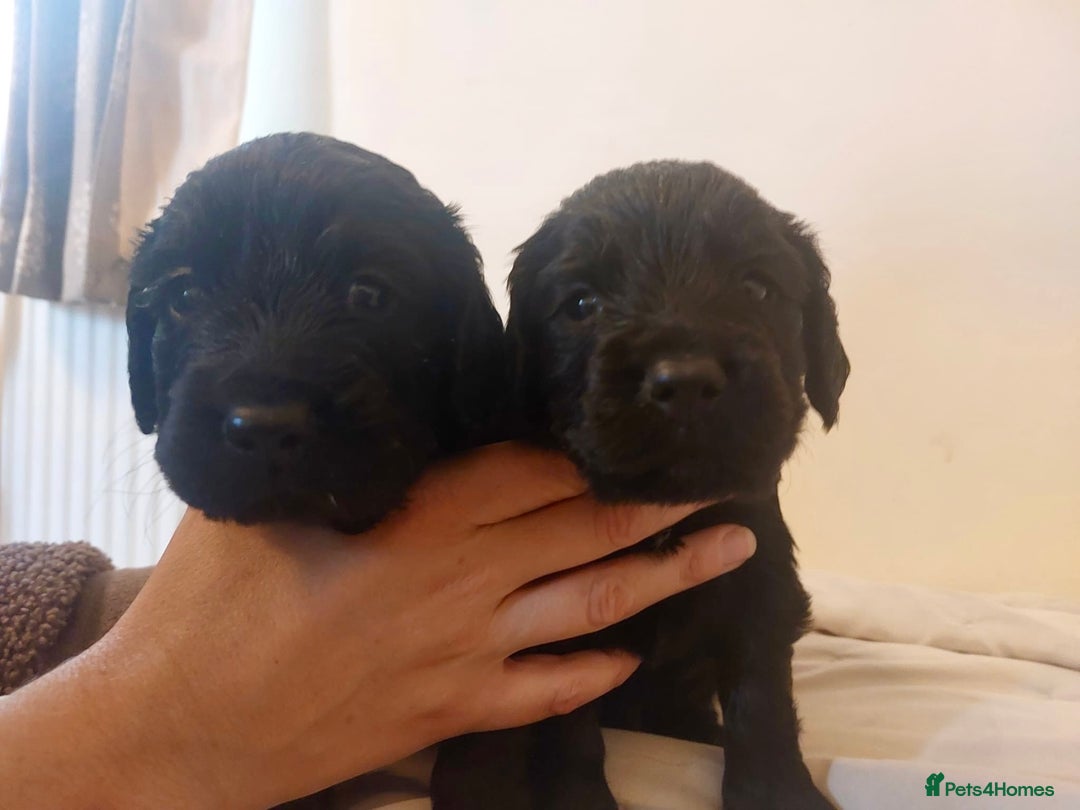 Cocker Spaniel dogs for sale: Gamekeeper bred working cockers - Image 3