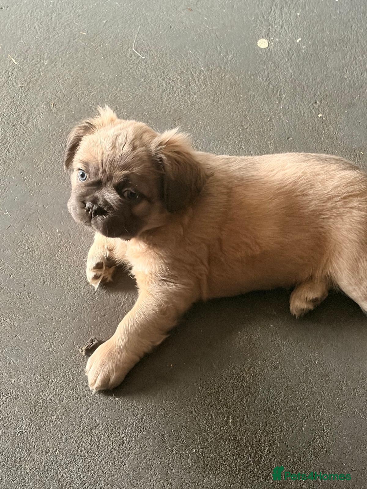 French Bulldog dogs 1 fully fluffy male French bulldog pup for sale - Advert 7