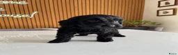 Cockapoo dogs for sale: Thick Coated Tiny Toy Cockapoo Puppies READY SOON! - Advert 14