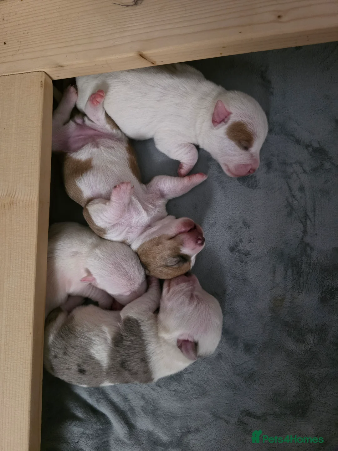 Jack Russell dogs for sale: Miniature Jack Russell Babies  - Advert 6