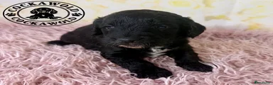 Black Cockapoo ZEKE