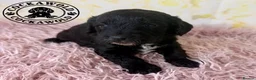 Cockapoo dogs for sale: 💖 Exceptional F1 Cockapoo Puppies 💖  - Advert 37