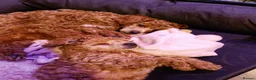 Toy Poodle dogs for sale: KC registered toy poodles for loving homes  - Advert 15