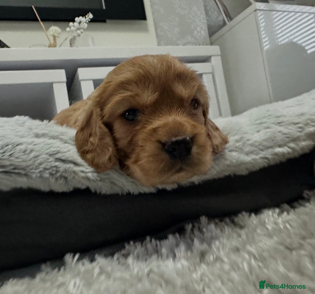 Cocker Spaniel dogs for sale: Cocker spaniel pups - Advert 3