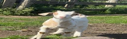 Goats livestock for sale: Mother Pygmy goat and Pygmy x Boer castrated kid in Feltham - Advert 2