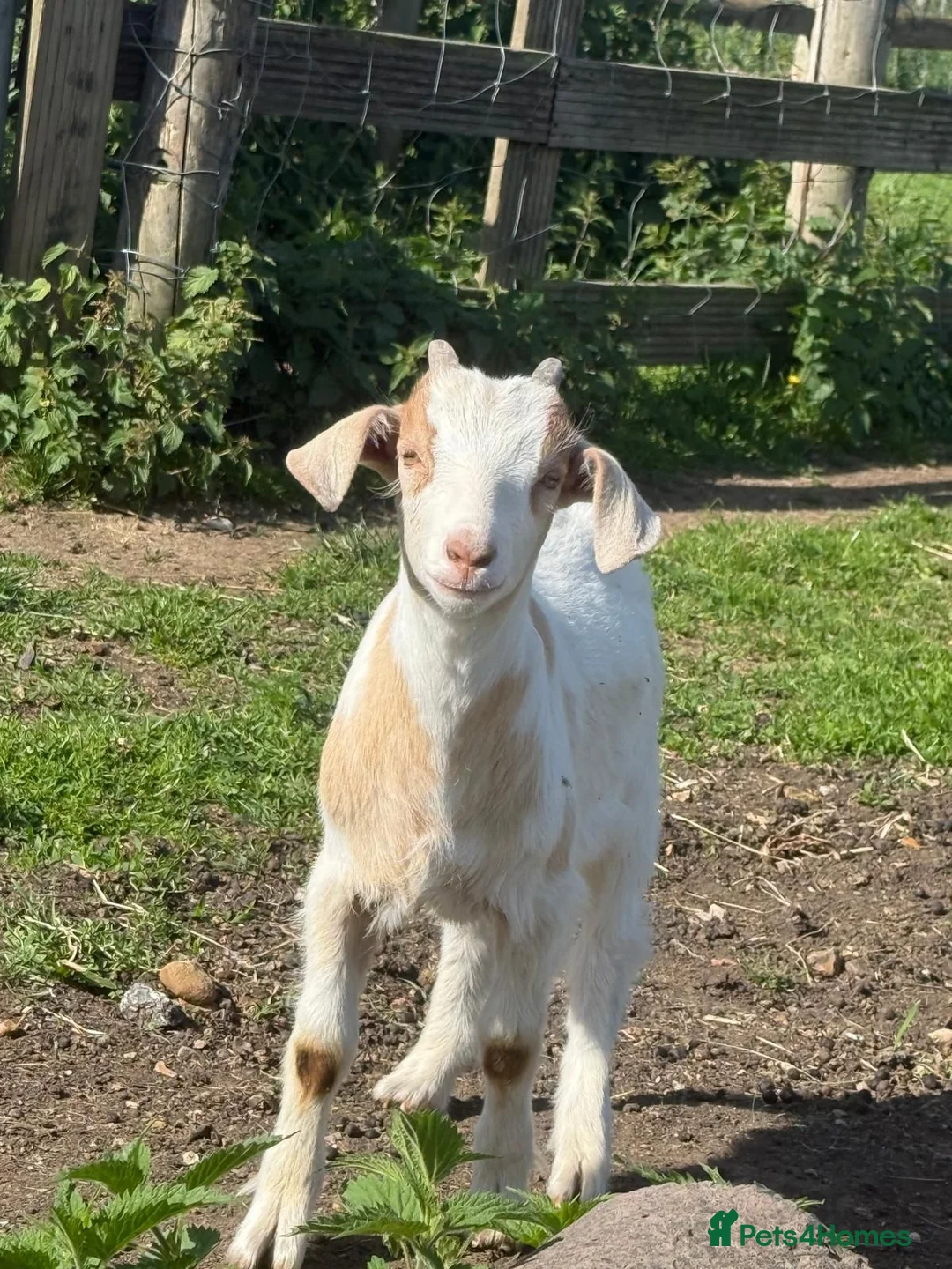 Goats livestock for sale: Mother Pygmy goat and Pygmy x Boer castrated kid in Feltham - Advert 2