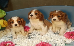 Cavalier King Charles Spaniel dogs for sale: Gorgeous litter of Cavalier King Charles Spaniels - Image 10