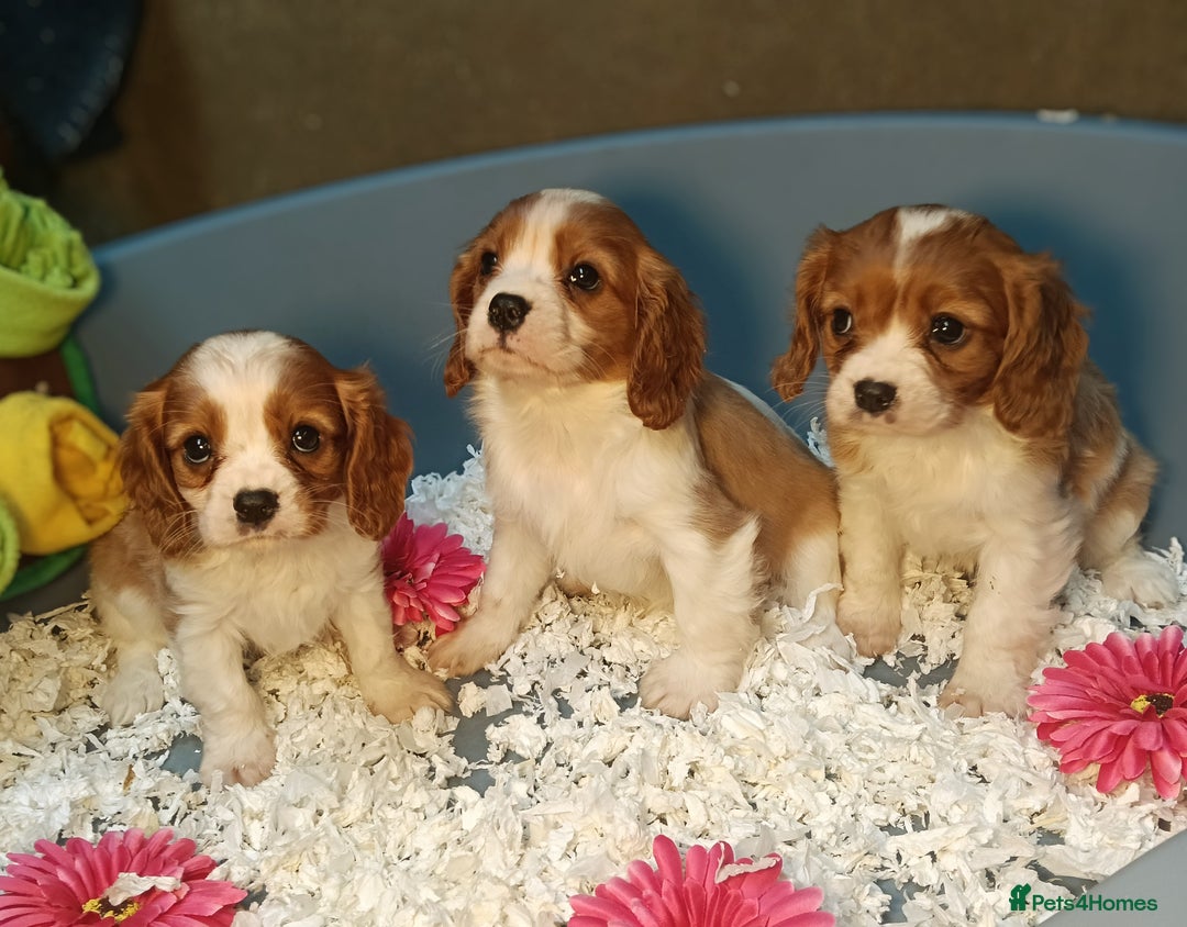 Cavalier King Charles Spaniel dogs for sale: Gorgeous litter of Cavalier King Charles Spaniels - Image 10