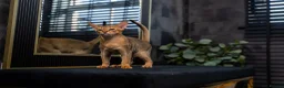 Abyssinian cats for sale: Majestic Abyssinian Boy-READY NOW-Champion Line - Advert 18