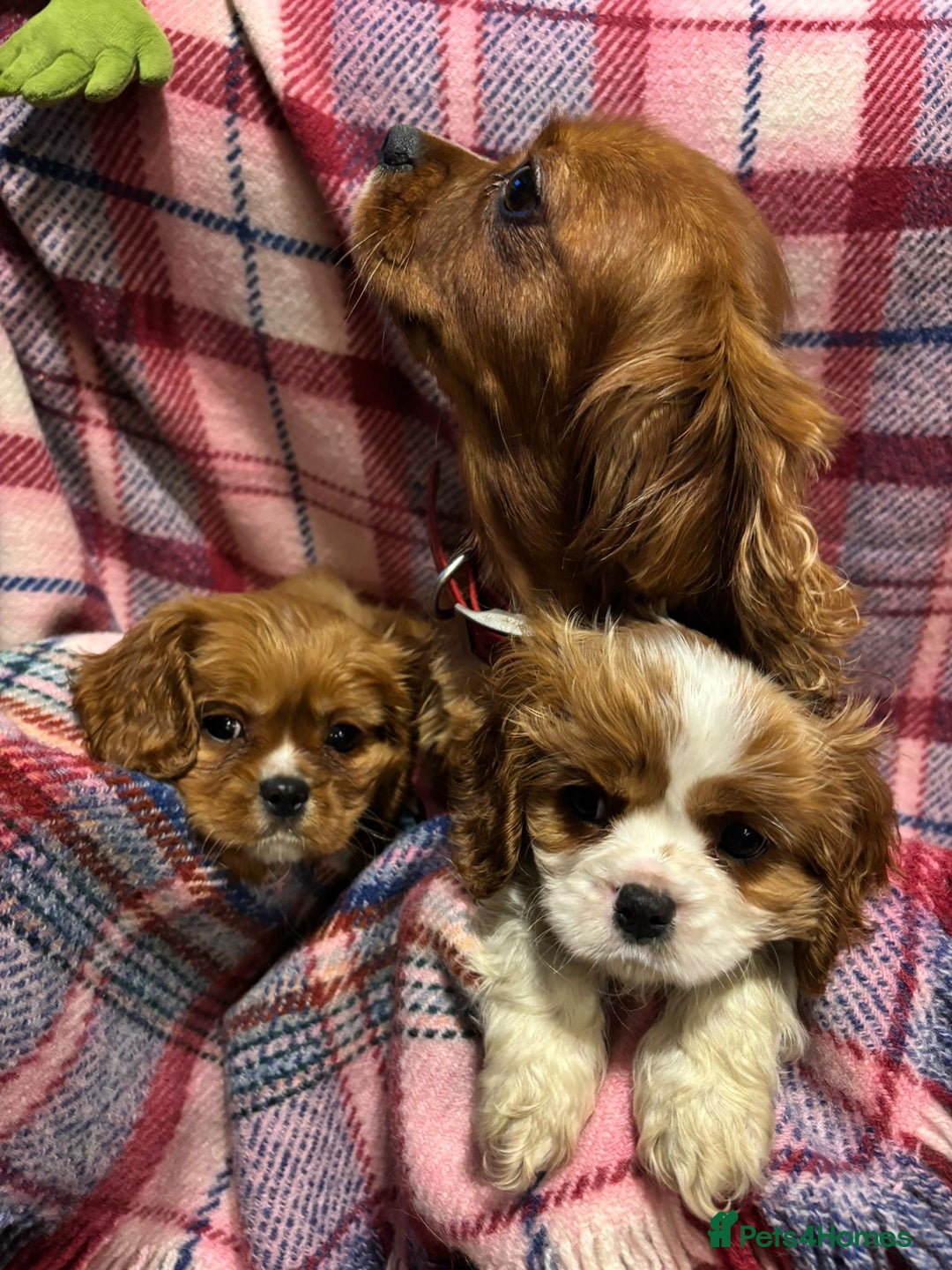 Cavalier King Charles Spaniel dogs for sale: KC registered cavalier king charles spaniels ⭐️🐶 - Image 4