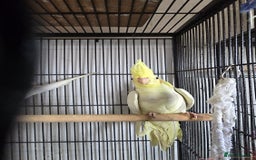 Cockatiels birds for sale: Young aviary Bred cockatiel  - Image 6