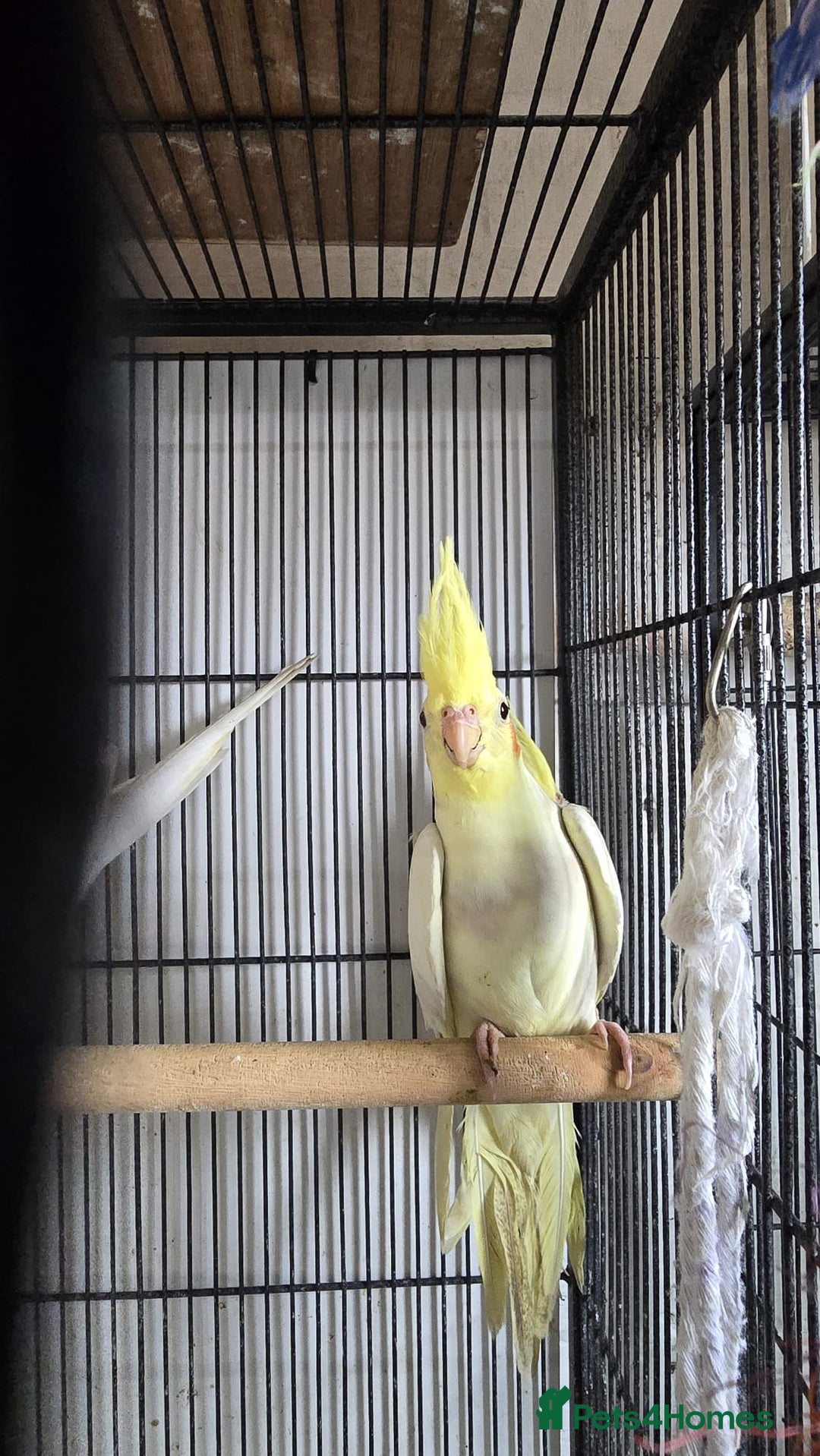 Cockatiels birds for sale: Young aviary Bred cockatiel  - Image 6