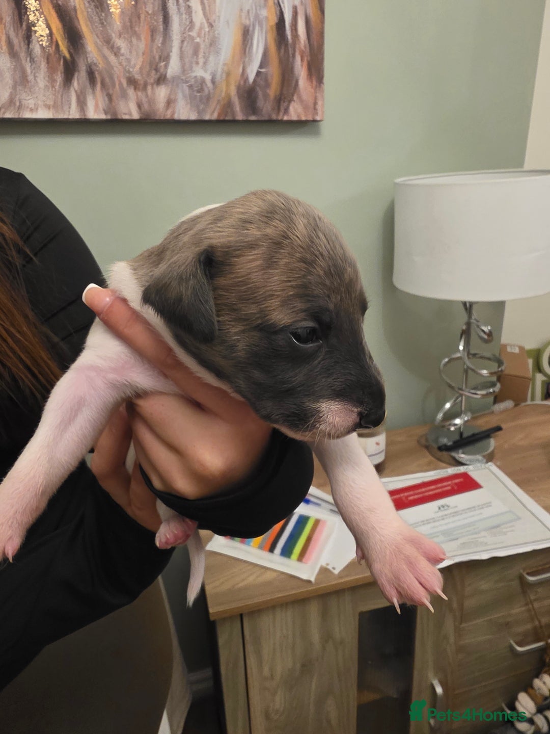 Whippet dogs for sale: Whippet pups for sale - Advert 11