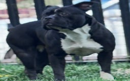 Mixed Breed dogs for sale: Cane Corse X puppies  - Image 16