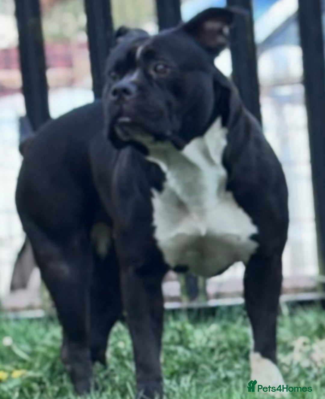 Mixed Breed dogs for sale: Cane Corse X puppies  - Image 16