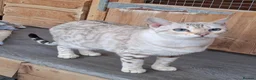 Bengal cats for sale: Beautiful Retired Bengal Female - Advert 5