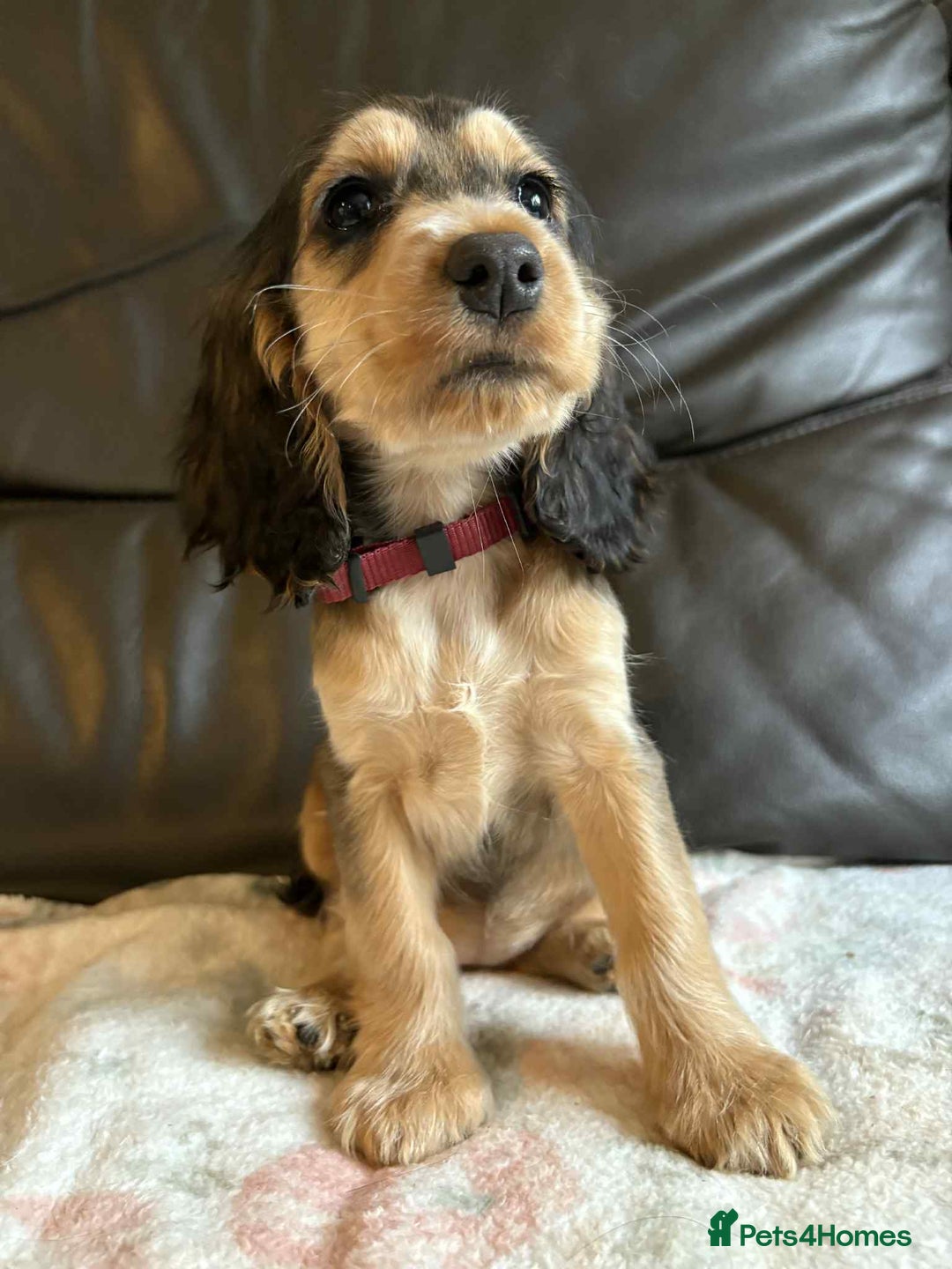 Cocker Spaniel dogs for sale: Show type Cocker Spaniel Puppies - Image 26