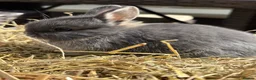 Netherland Dwarf rabbits for sale: Netherland dwarf Babies  - Advert 2