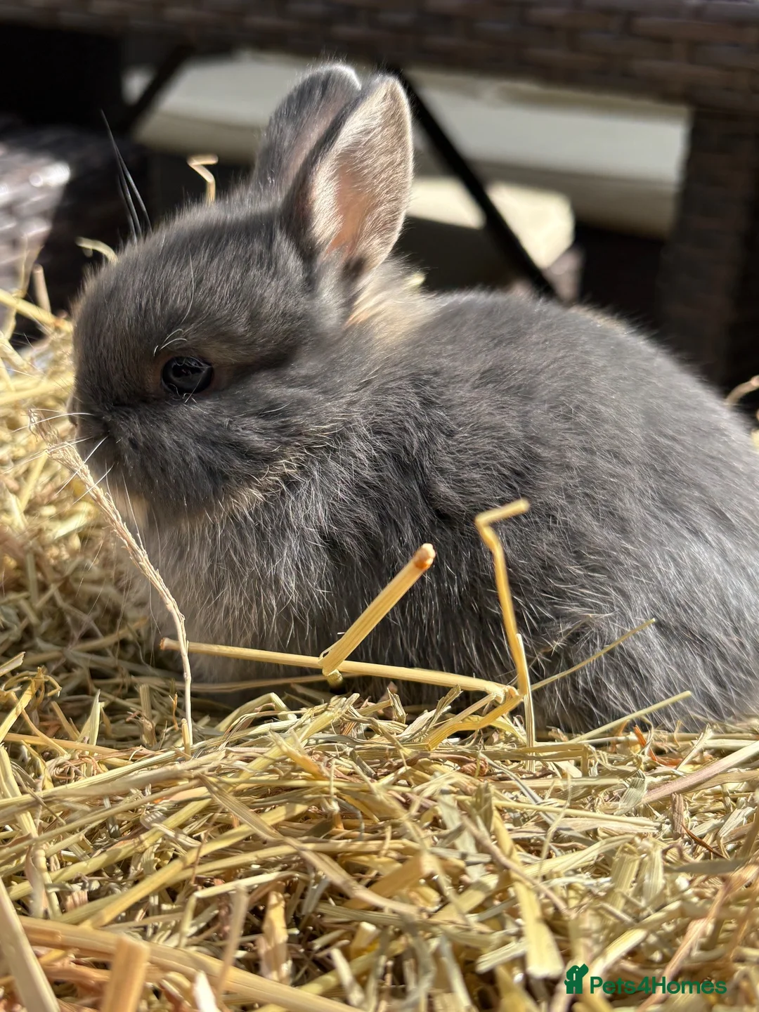 Netherland Dwarf rabbits for sale: Netherland dwarf Babies  - Advert 2