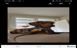Dachshund dogs for sale: Mrs Kelly Armstrong  - Image 5