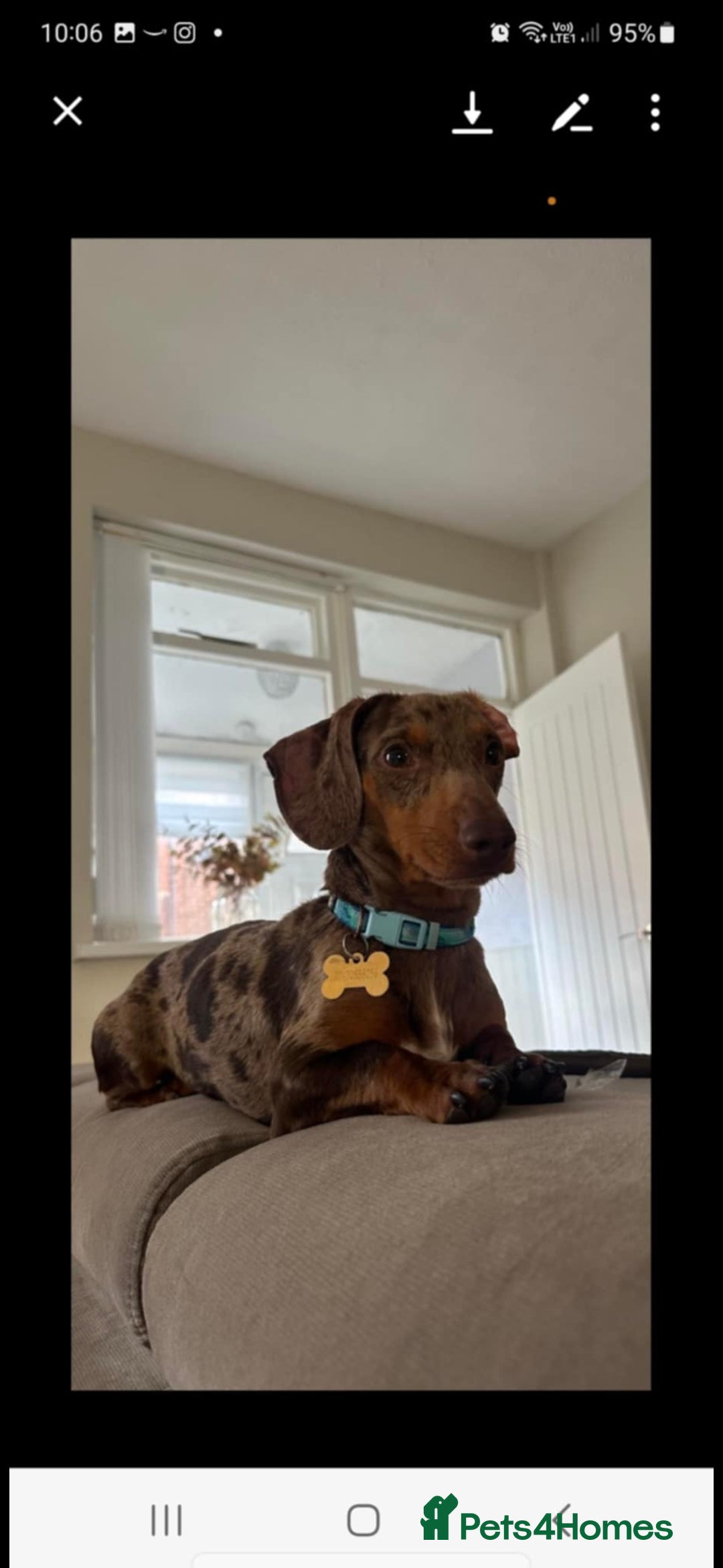 Dachshund dogs for sale: Mrs Kelly Armstrong  - Image 5