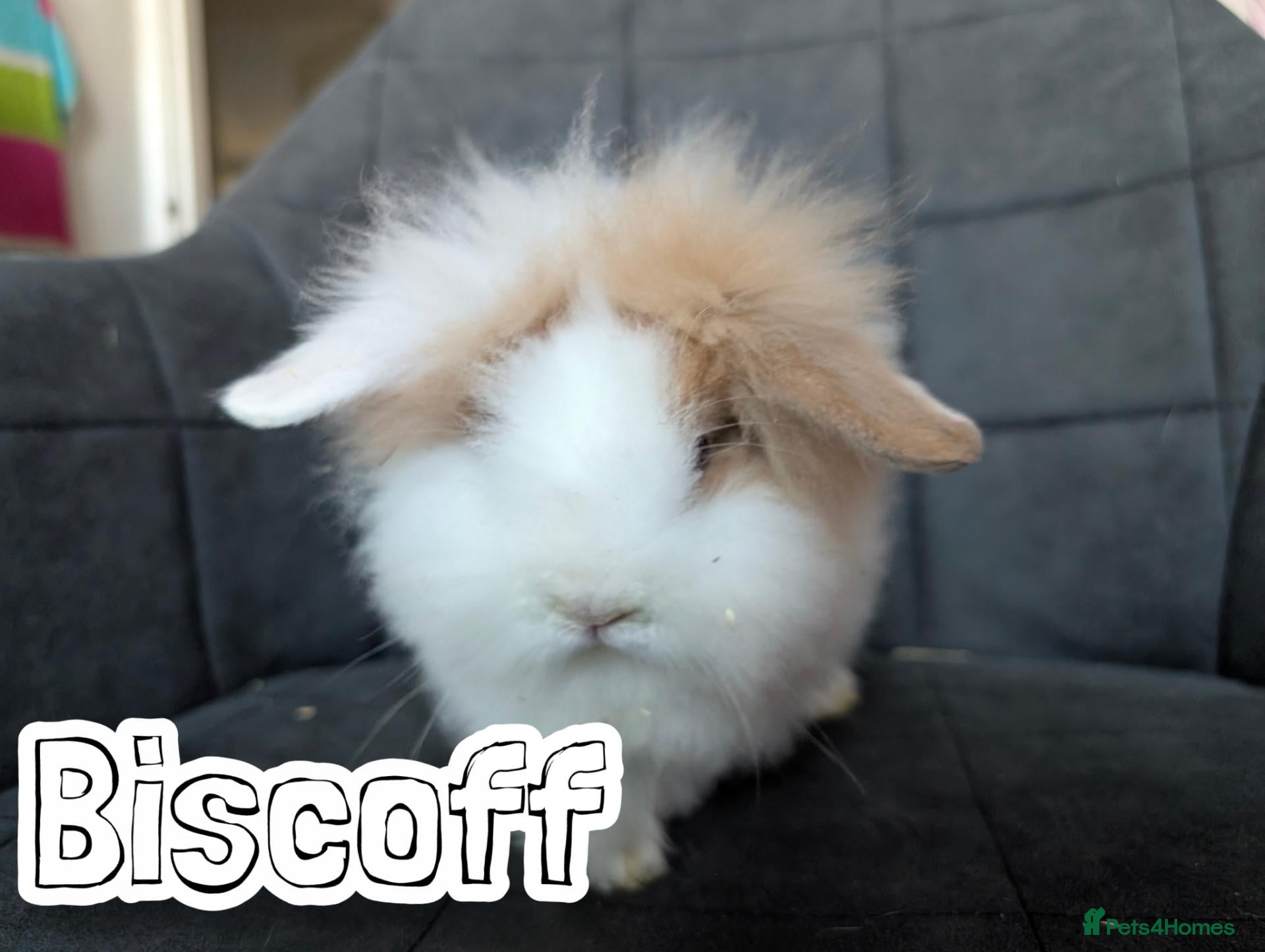 Lionhead rabbits Fluffy BE Lionhead Rabbits for Sale  - Advert 1