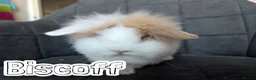 Lionhead rabbits for sale: Fluffy BE Lionhead Rabbits for Sale  - Advert 8