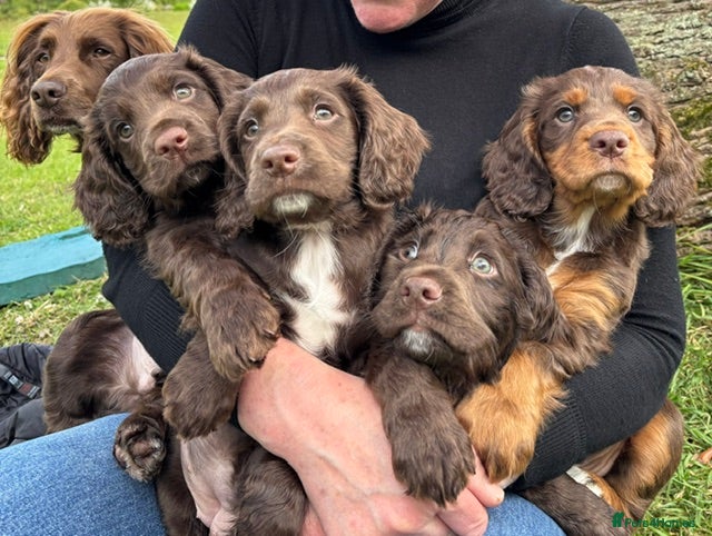 Cocker Spaniel dogs 2 BOYS 9 WEEKS KC REG WORKING COCKER PUPPIES - Advert 1