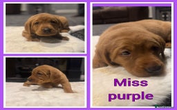 Labrador Retriever dogs for sale: KC REGISTERED FOX RED LABRADOR PUPPY  - Image 19