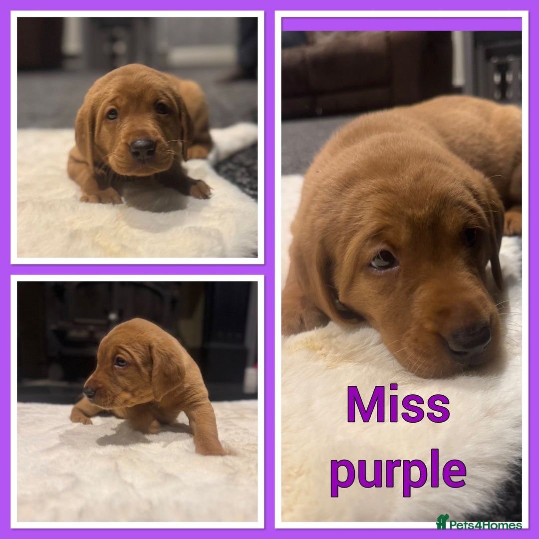 Labrador Retriever dogs for sale: KC REGISTERED FOX RED LABRADOR PUPPY  - Image 19