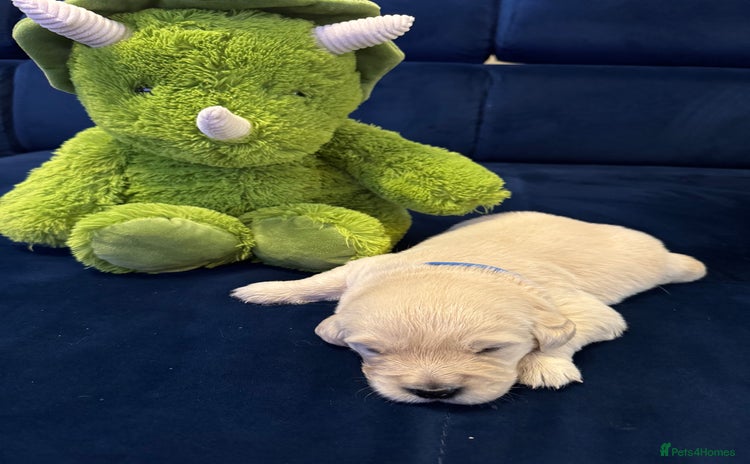 Golden Retriever dogs - Advert 1